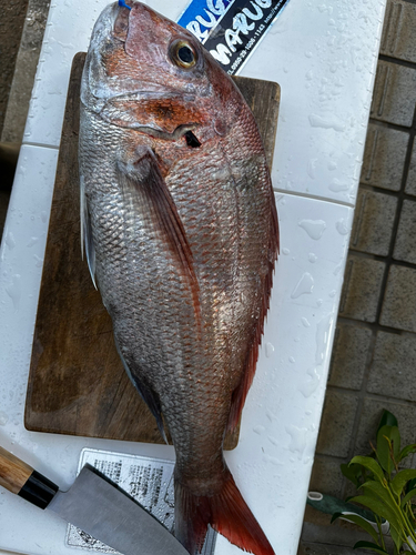 マダイの釣果