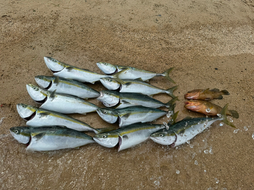 ハマチの釣果