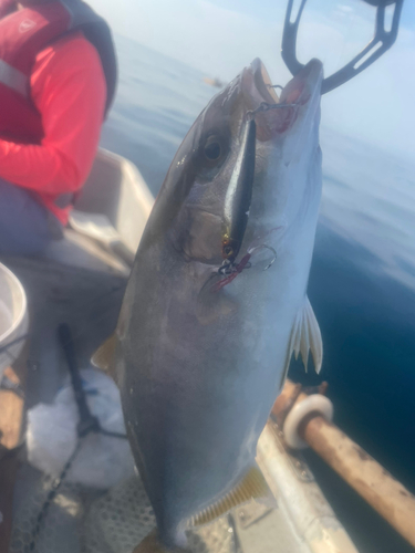 カンパチの釣果