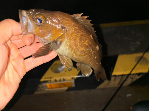 ガヤの釣果