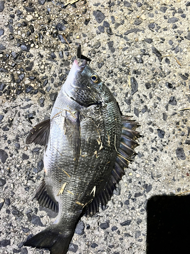 チヌの釣果