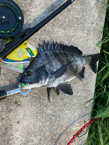 クロダイの釣果