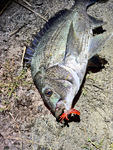 チヌの釣果