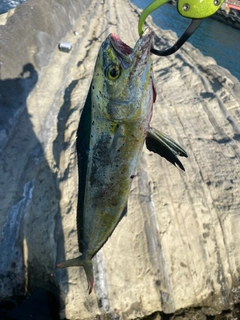 シイラの釣果