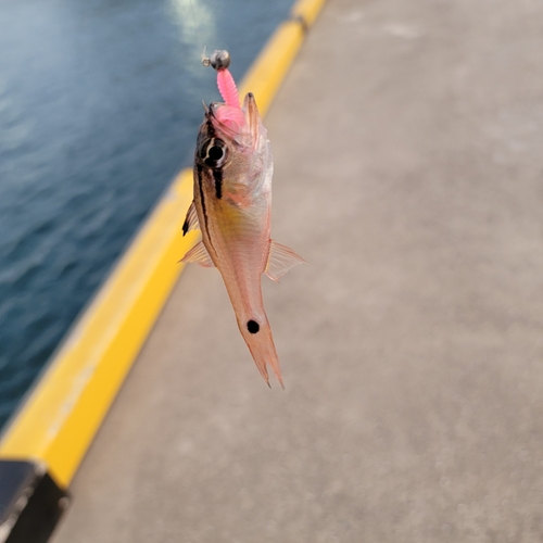 ネンブツダイの釣果