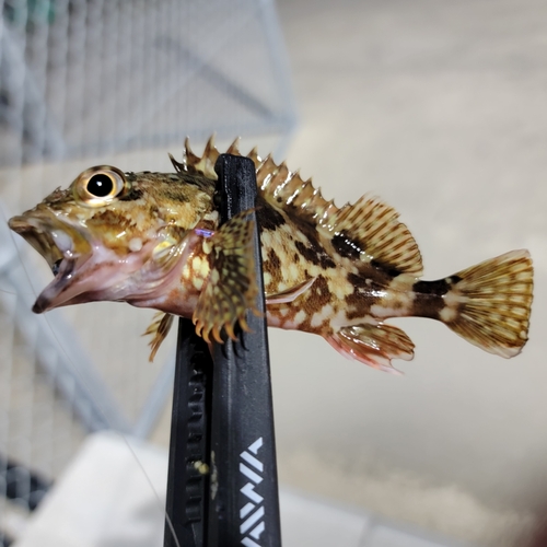 カサゴの釣果