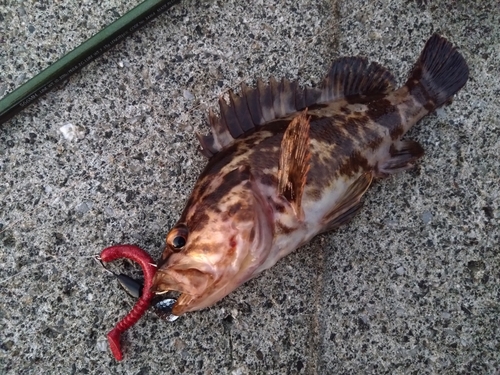 タケノコメバルの釣果