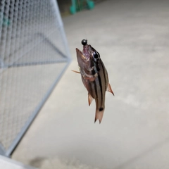 ネンブツダイの釣果