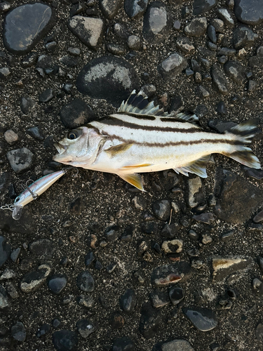 コトヒキの釣果