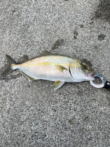 ショゴの釣果