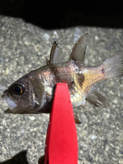 ヨコスジイシモチの釣果