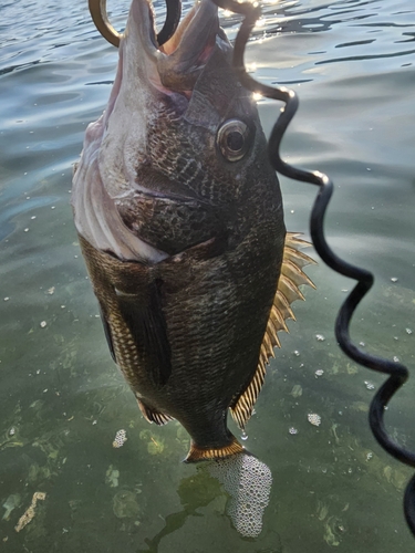 チヌの釣果