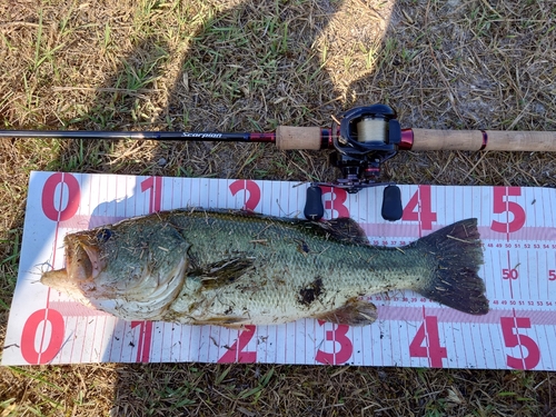 ブラックバスの釣果