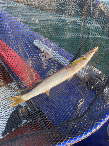 アカカマスの釣果