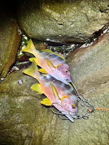 シブダイの釣果