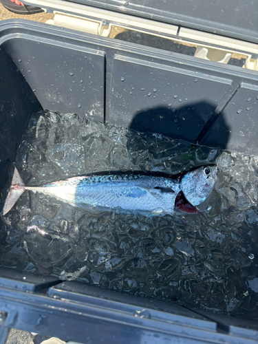 マルソウダの釣果