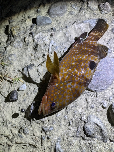 キジハタの釣果