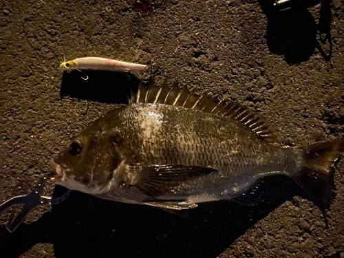 クロダイの釣果