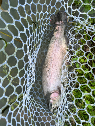 ニジマスの釣果