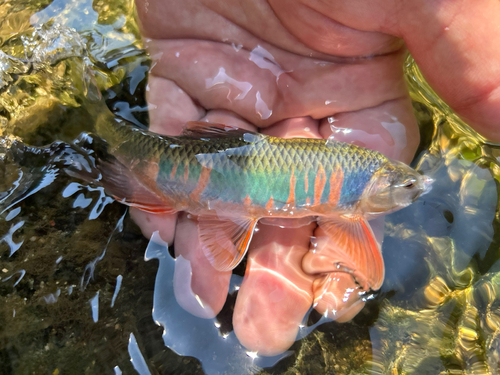 オイカワの釣果