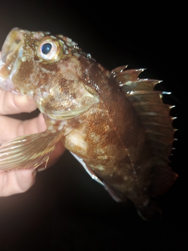 ガシラの釣果