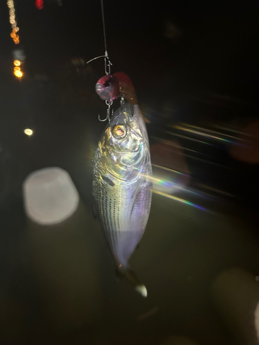 コノシロの釣果