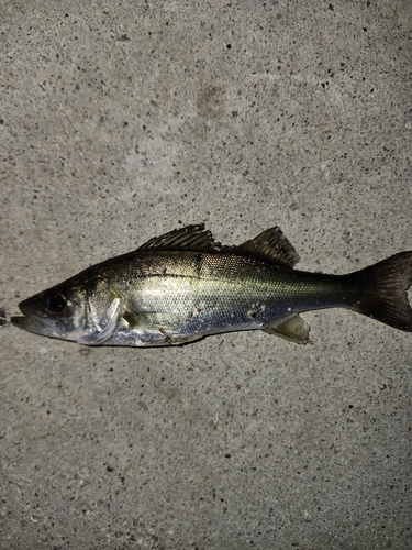 セイゴ（マルスズキ）の釣果