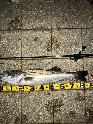 シーバスの釣果