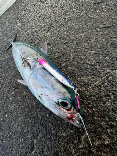 ソウダガツオの釣果