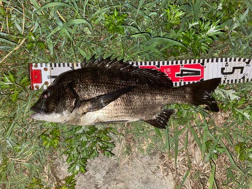 クロダイの釣果