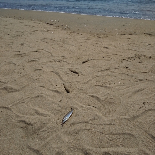 シロギスの釣果