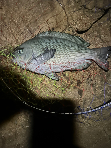 メジナの釣果