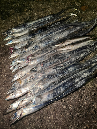 タチウオの釣果