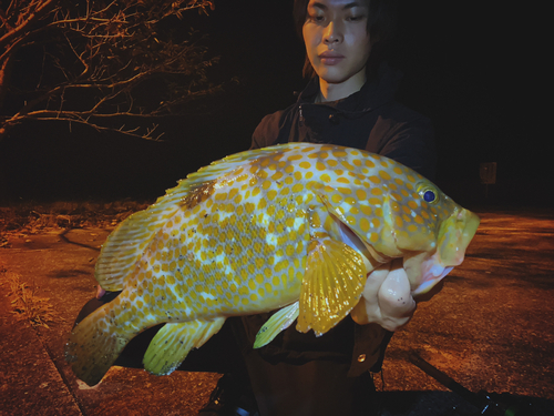 キジハタの釣果