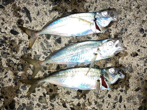 アジの釣果