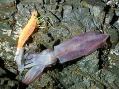 ケンサキイカの釣果