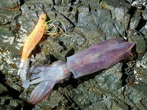 ケンサキイカの釣果