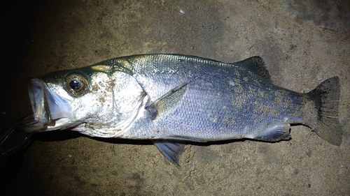 ヒラスズキの釣果