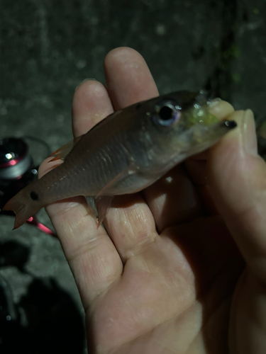 ネンブツダイの釣果