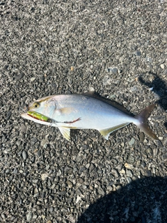 ショゴの釣果