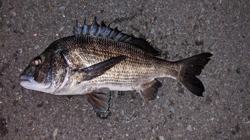 クロダイの釣果