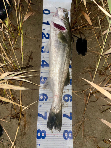 シーバスの釣果