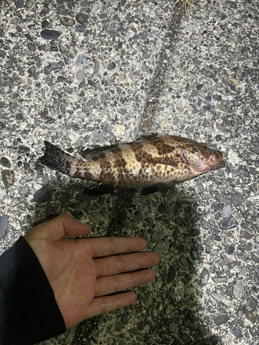 オオモンハタの釣果