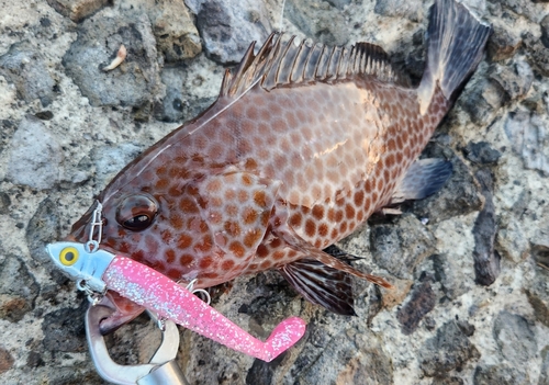 オオモンハタの釣果