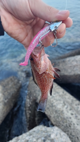 オオモンハタの釣果