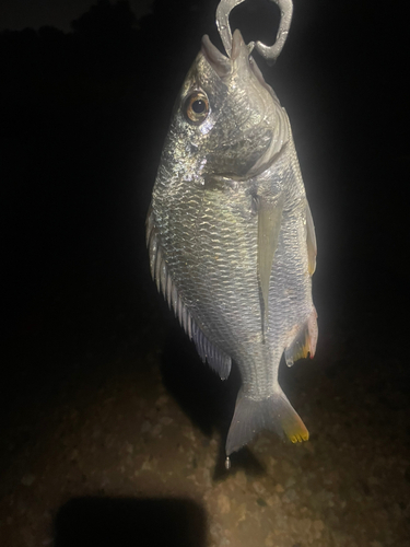 キビレの釣果