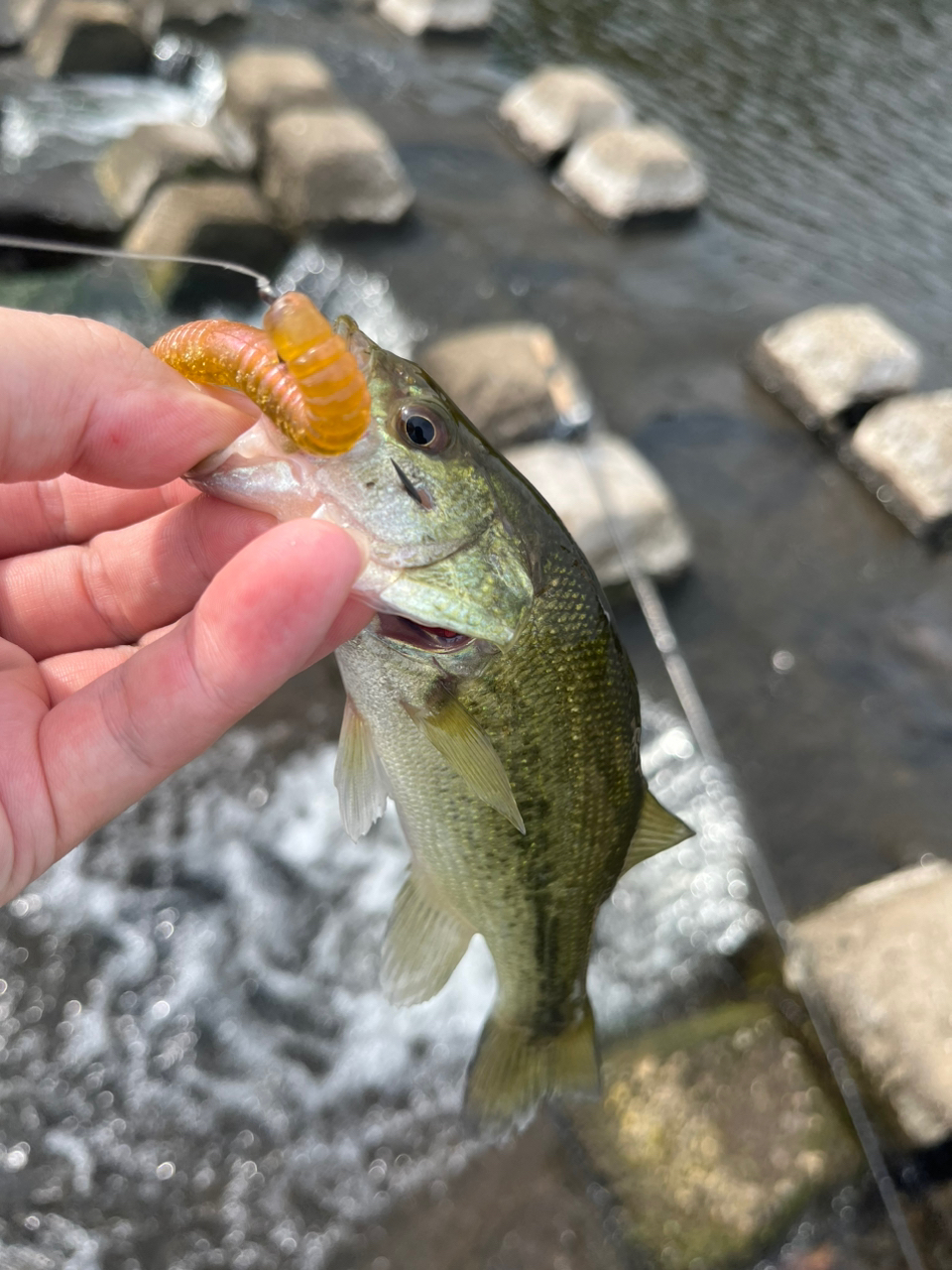 スモールマウスバス