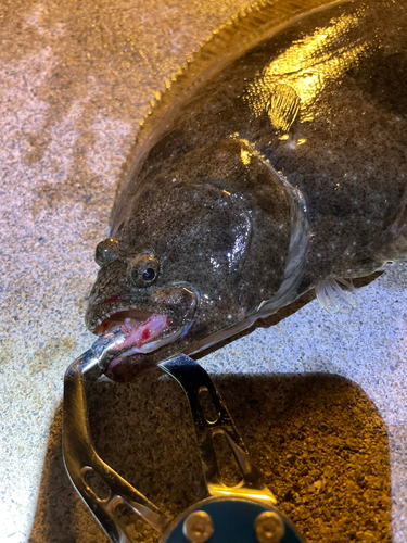 ヒラメの釣果