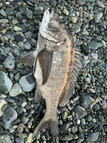 クロダイの釣果