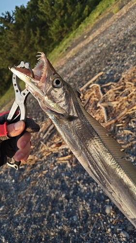 タチウオの釣果